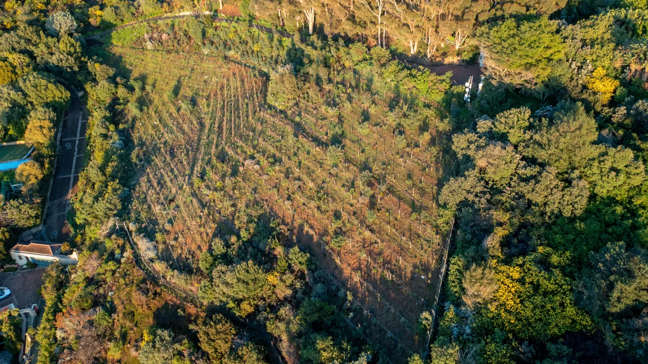 Real aerial photograph of the planted land and its immediate surroundings; no legal boundary is marked.
