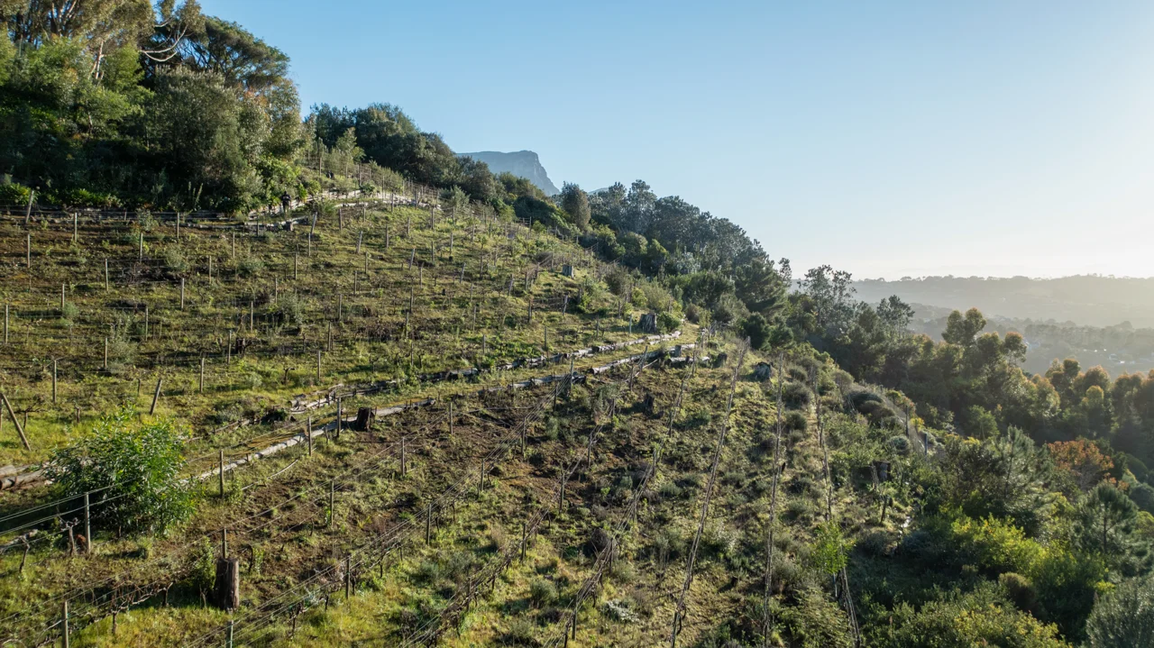 Real side-on view of the sloping vineyard terrain, trees and valley beyond.